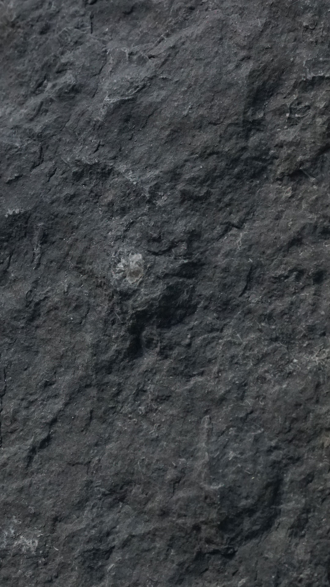 vue 1