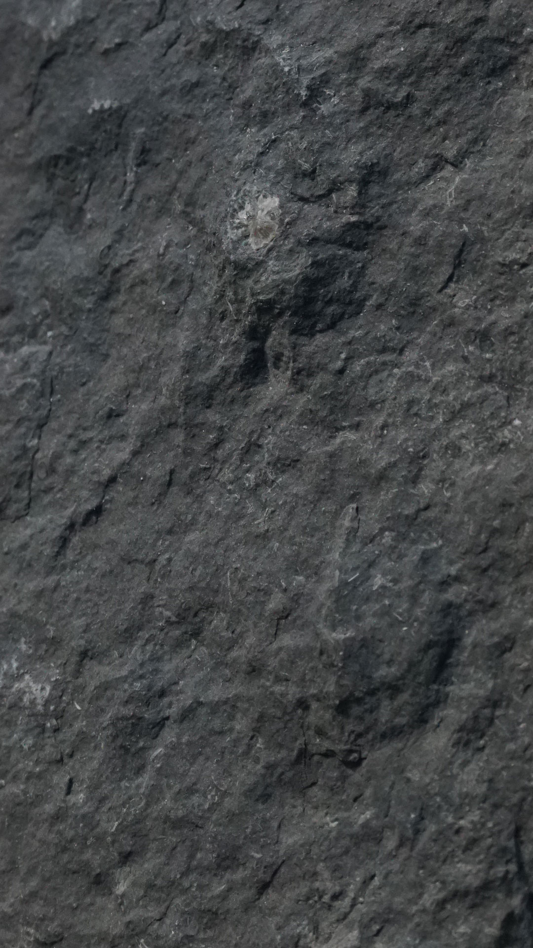 vue 1