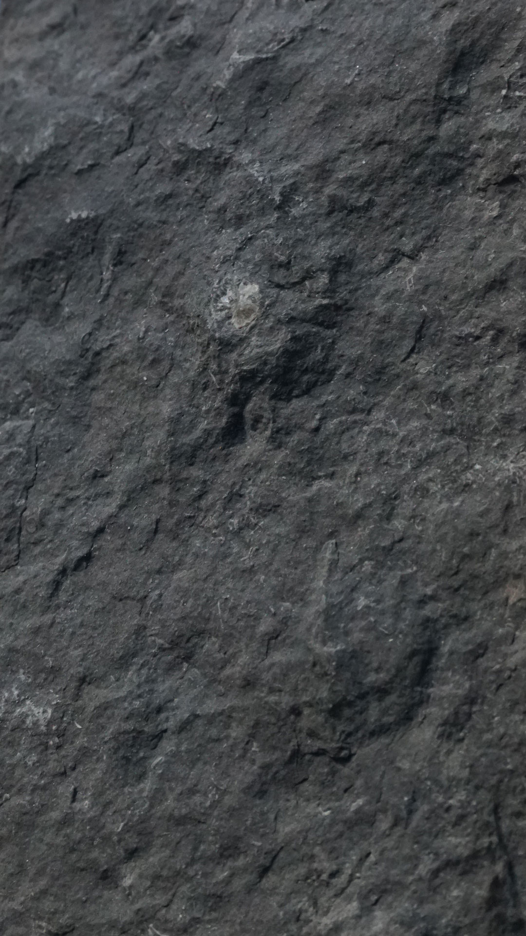 vue 1