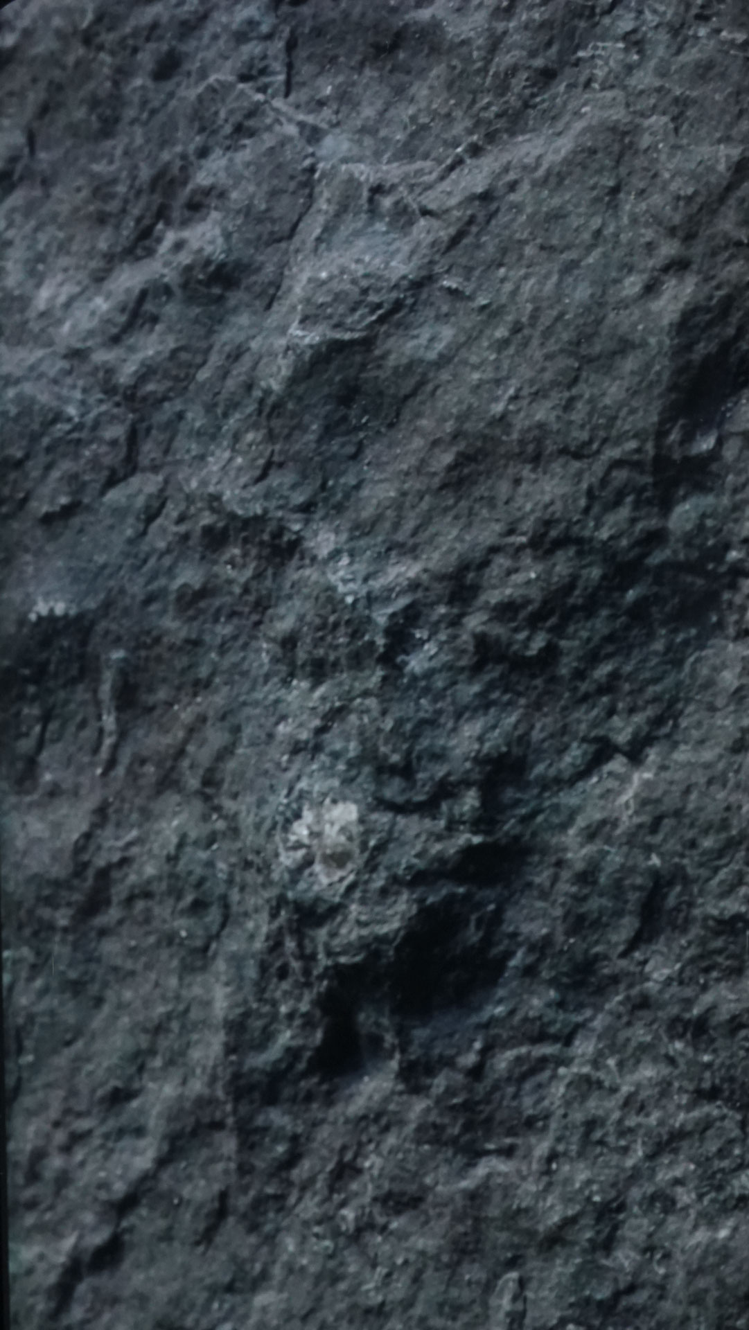 vue 1