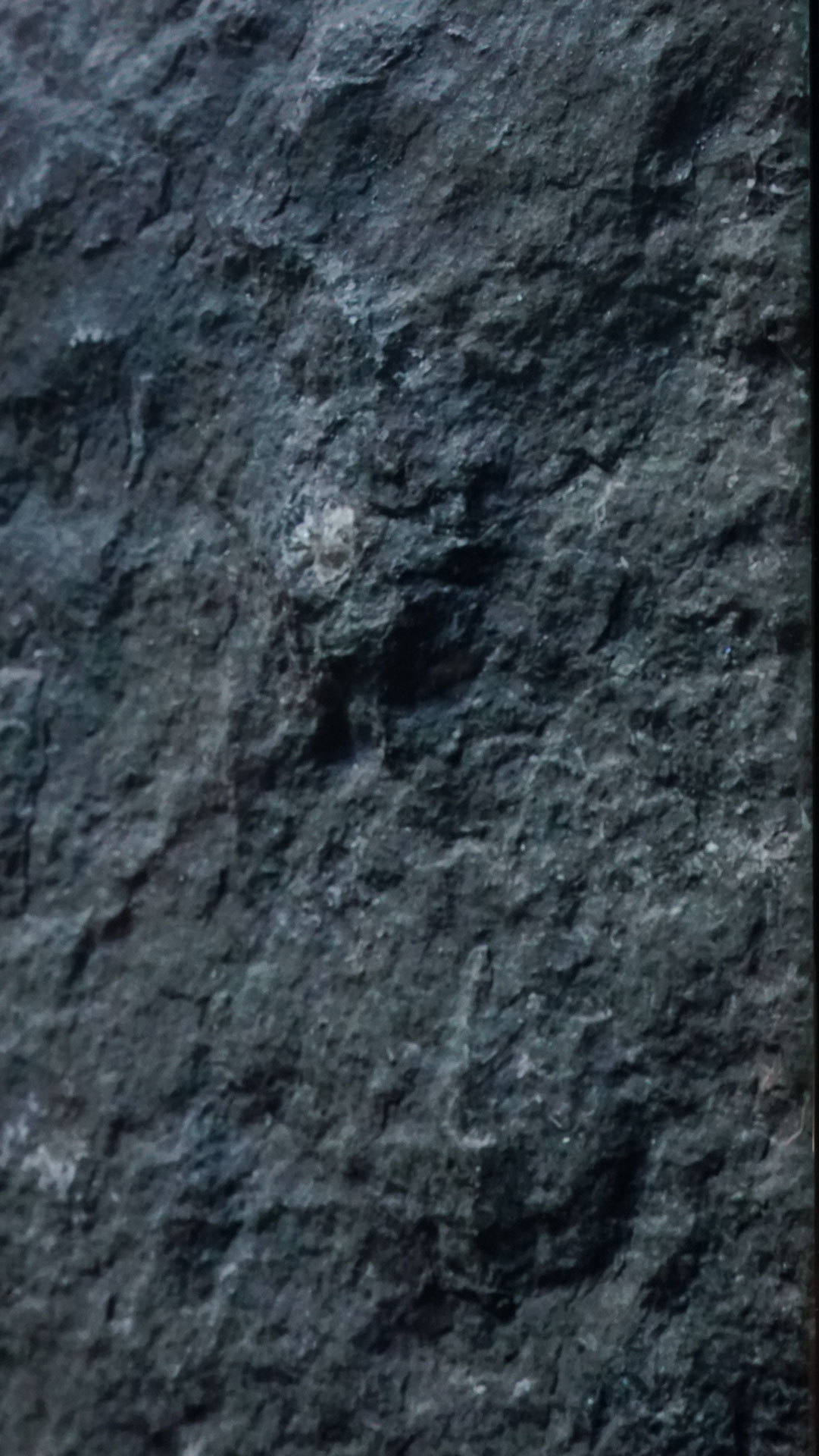 vue 1