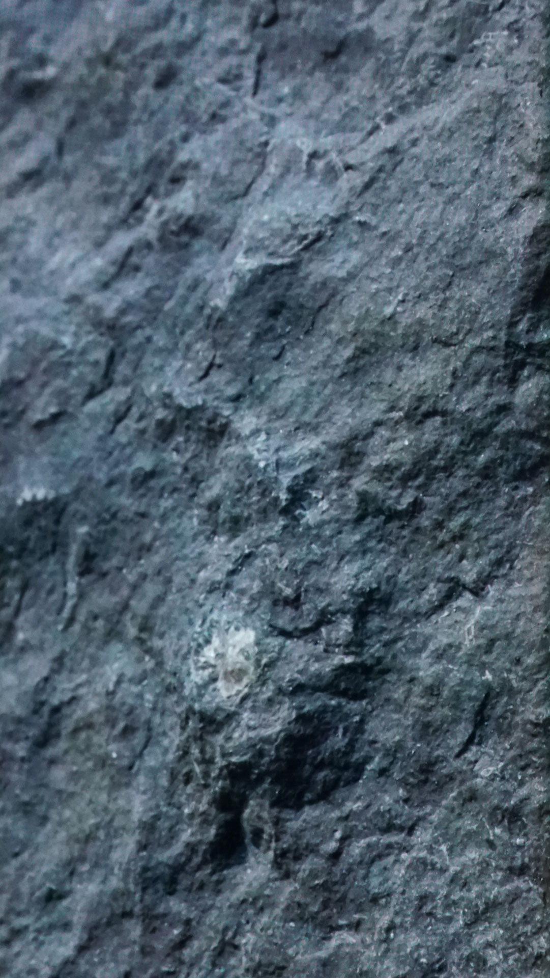 vue 1